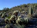 Arizona16